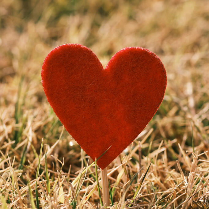 Heart in a grassy field symbolising care, connection and renewal